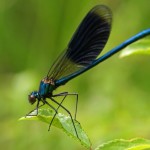 Weidebeekjuffer -Calopteryx splendens