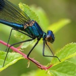 Weidebeekjuffer -Calopteryx splendens