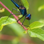 Weidebeekjuffer -Calopteryx splendens