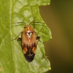 Weidewants -Lygus pratensis