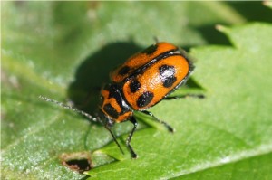 Zesstippelvalkever - Cryptocephalus sexpunctatus