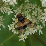 Witte Reus of Ivoorzweefvlieg -Volucella pellucens