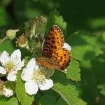 Zilveren Maan - Boloria selene - België, Viroinval