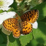 Zilveren Maan - Boloria selene - België, Viroinval