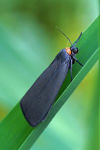 Zwart Beertje -Atolmis rugricollis