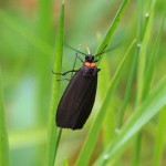 Zwart Beertje -Atolmis rugricollis