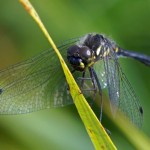 Zwarte Heidelibel -Sympetrum danae