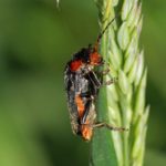 Zwartpootsoldaatje Cantharis fusca