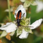 Tweekleurige smalboktor - Stenurella melanura