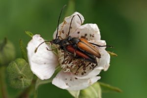 Tweekleurige Smalboktor - Stenurella melanura