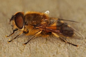 Onvoorspelbare Bijvlieg Eristalis similis