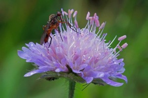 Akkerdisteldansvlieg - Empis livida