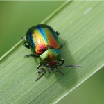 Hennepnetelgoudhaan - Chrysolina fastuosa