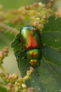 Grote Goudhaan - Chrysolina graminis