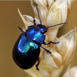 Blauwe muntgoudhaan Chrysolina coerulans