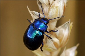 Violette Hertshooigoudhaan Chrysolina geminata