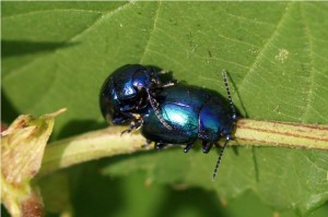 Blauwe muntgoudhaan Chrysolina coerulans