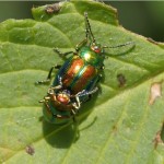 Hennepnetelgoudhaantjes - Chrysolina fastuosa