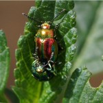 Hennepnetelgoudhaantjes - Chrysolina fastuosa