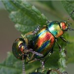 Hennepnetelgoudhaantjes - Chrysolina fastuosa