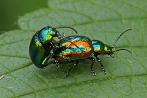 Hennepnetelgoudhaantjes - Chrysolina fastuosa