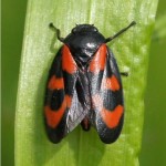 Bloedcicade - Cercopis vulnerata