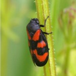 Bloedcicade - Cercopis vulnerata