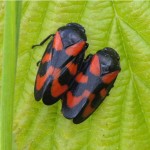 Bloedcicade - Cercopis vulnerata