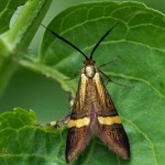 Geelbandlangsprietmot -Nemophora degeerella