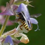 Grote Wolbij - Anthidium manicatum