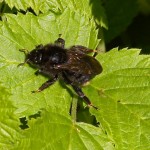 Koekoekshommel -Bombus rupestris