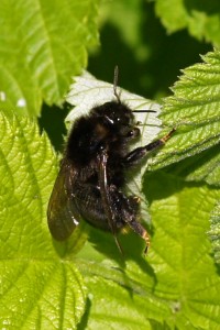 Koekoekshommel -Bombus rupestris