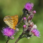 Keizersmantel -Argynnis paphia