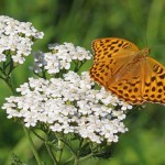 Keizersmantel -Argynnis paphia