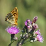 Keizersmantel -Argynnis paphia