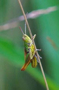 Brommer -Stenobothrus nigromaculatus