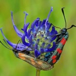 st Jansvlinder -dagactieve nachtvlinder Zygaena filipendulae