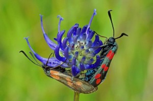 st Jansvlinder -dagactieve nachtvlinder Zygaena filipendulae