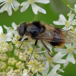 Wollig Gitje - Cheilosia illustrata