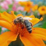 Honingbij - Apis mellifera