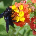 Blauwzwarte Houtbij - Xylocopa violacea