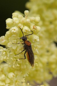 Bladwesp - Dolerus aericeps/germanicus