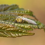 Dansmug-Chironomidae-vedermug