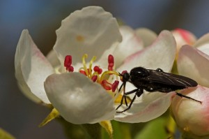 Zwarte Dansvlieg -Empis ciliata