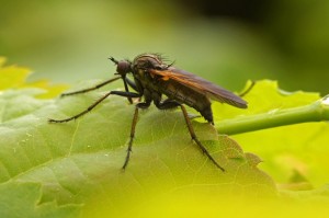 Zilvervlekdansvlieg - Empis opaca