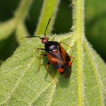 Rode Halsbandwants -Deraeocoris ruber