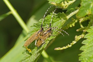 Distelbok Agapanthia villosoviridescens