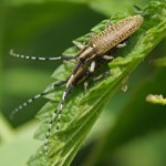 Distelbok Agapanthia villosoviridescens