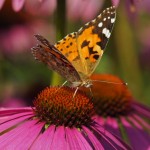 Distelvlinder - Vanessa cardui