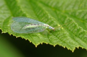 Gewone Gaasvlieg - Chrysopa perla